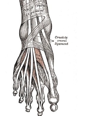 Plantar Fasciitis,Pes Planus,Mallet Toe,High Arched Feet,Heel Spur,Heel Pain,Hammer Toe,Hallux Valgus,Foot Pain,Foot Hard Skin,Foot Conditions,Foot Callous,Flat Feet,Fallen Arches,Diabetic Foot,Contracted Toe,Claw Toe,Bunions Hard Skin,Bunions Callous,Bunion Pain,Ball Of Foot Pain,Back Pain