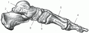 Gray_foot_bone_medial_view